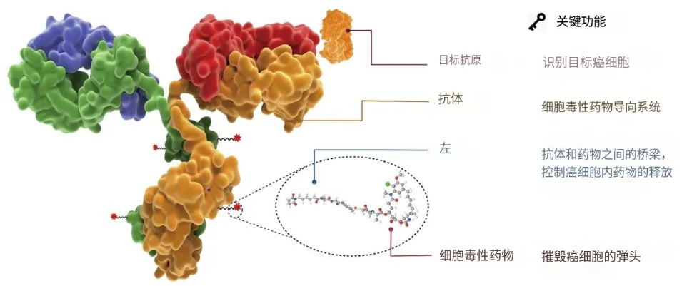 一文速览ADC研发安全性问题