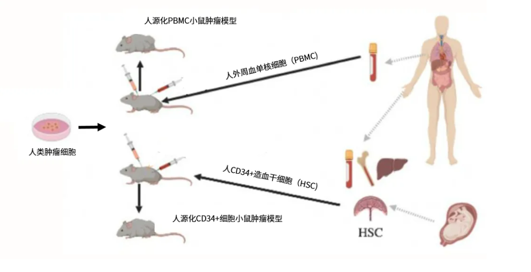 人源化小鼠模型在免疫肿瘤学研究中的作用