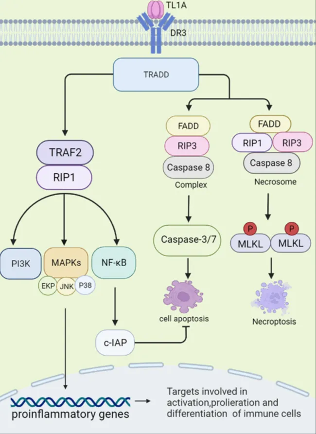 澎立生物模型：针对TL1A靶点的炎症性肠病（IBD）精准评价模型