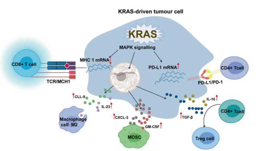 KRAS G12C抑制剂的临床前评估